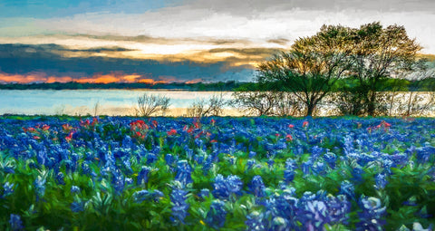 Texas Bluebonnets Lake at Sunset
